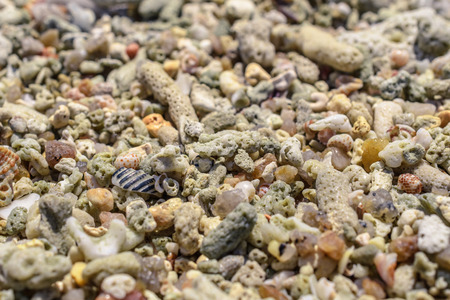 Macro pattern from sinks and pieces of corals on the beachの写真素材