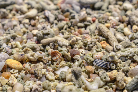 Macro pattern from sinks and pieces of corals on the beach