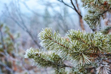 Pine green branches in hoarfrost in winter forestの写真素材