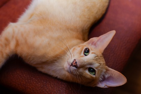Ginger red oriental cat with clear green eyes lying and looking upwardの写真素材