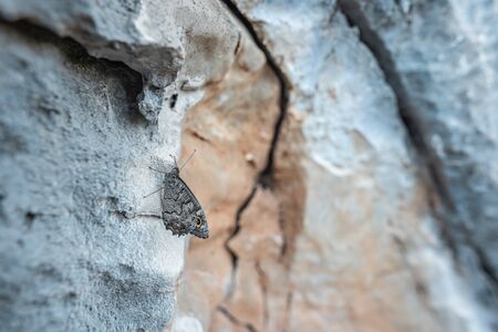 The macro photo of a black butterfly close up sitting on a big stoneの写真素材