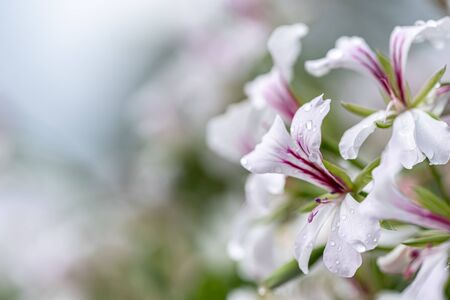 Macro photo of small white flower in spring garden