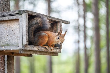 Squirrel sitting on the tree on the feeding box in forest or park. Sciurus vulgaris.の写真素材