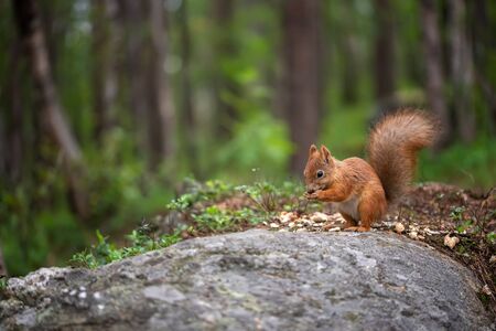 Squirrel sitting and eating on the stone in forest or park. Sciurus vulgaris.の写真素材