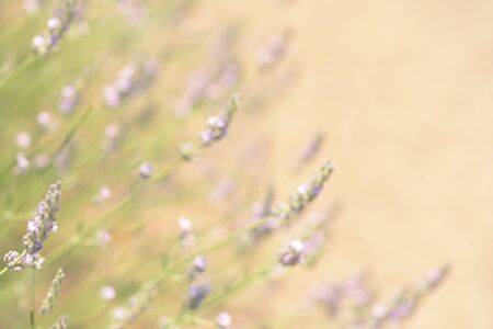 Lavender bushes closeup on sunset. Lavender field closeup. Blooming lavenderの写真素材