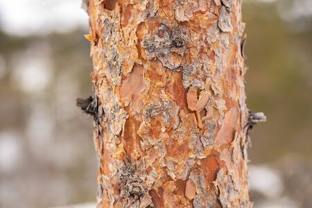 Rough texture of bark of a pine treeの写真素材