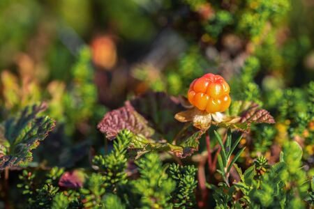 Bright orange cloudberry on a background of green leaves