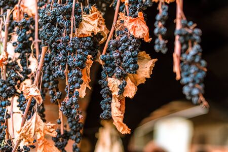 Red grapes drying bunch with dry leavesの写真素材