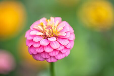 Pink flower of Zinnia elegans, also called as youth-and-age, common zinnia or elegant zinnia in the formal gardenの写真素材