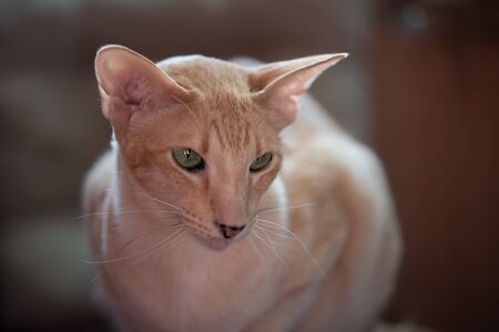 Ginger red oriental cat with clear green eyesの写真素材
