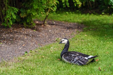Goose in public park the open air museum in Stockholmの写真素材
