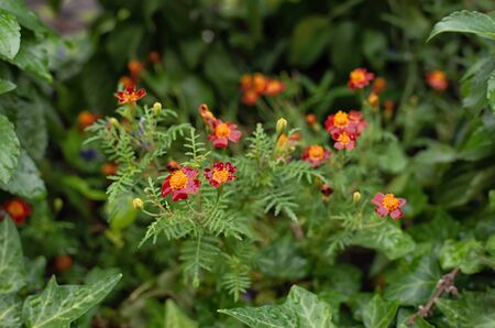 Lot of red and orange tagetes in the green garden