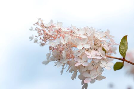 White and pink lilac flowers closeup on sky background. Syringa vulgarisの写真素材
