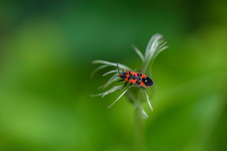 A macro of firebug Pyrrhocoris apterus sits on a exotic flower headの写真素材