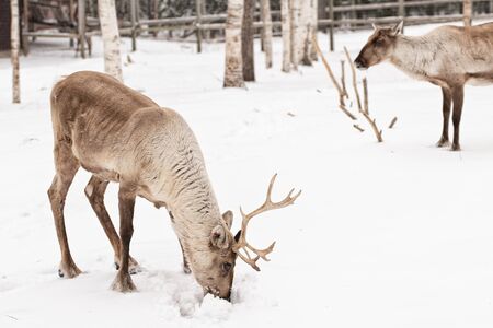 Reindeer herd two northern deers on a snow, Lapland, Northern Finlandの写真素材