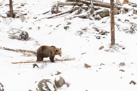 Brown Bear playing with tree in a white snow forest Ursus arctos の写真素材