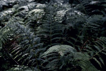 Bush of a fern leaves in the summer green south forestの写真素材
