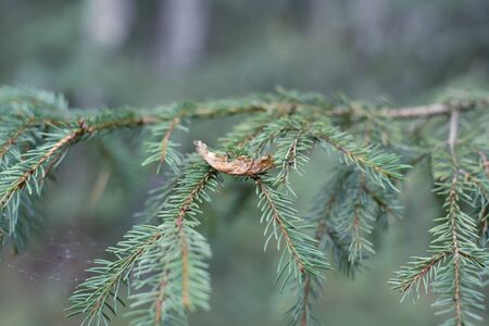 Closeup of branch with short pine needles and leaf on them