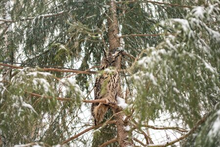 The Great Grey Owl or Lapland Owl, Strix nebulosa on a pine treeの写真素材