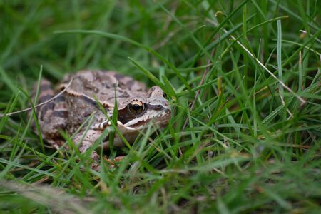 Big grey frog in the green grass in the wild natureの写真素材