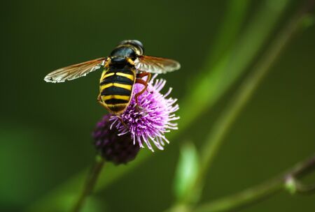 Flowering Great Burdock Arctium lappa , medical plantclose up view with bee on the head