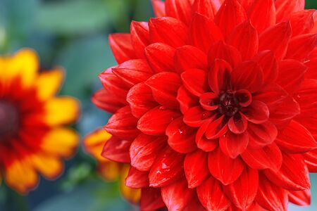 Macro photo of deep red dahlia flower head close up in the gardenの写真素材