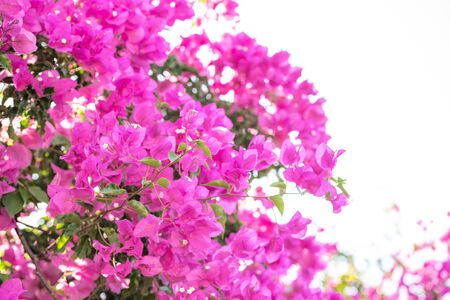 Beautiful purple wild exotic flowers Bougainvillea bush on white backgroundの写真素材
