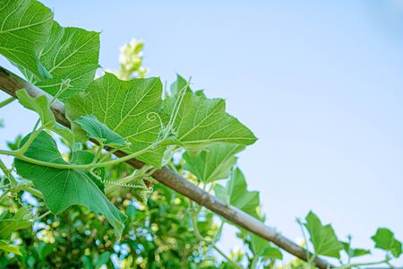 Green squash plant growing in garden fence against of clear skyの写真素材