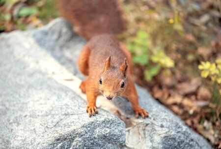 Squirrel sitting on the ground of leaves in forest or public park. Sciurus vulgaris.