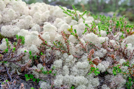 White deer lichen background pattern in the north boreal forest