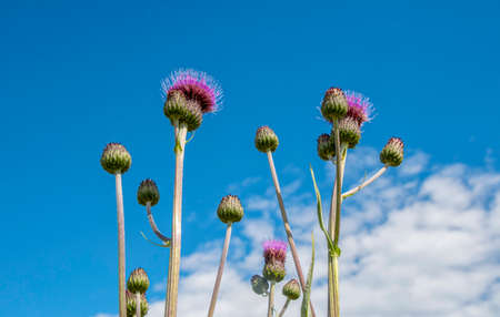 Photo of a milk thistle flower head at a blue sky backgroundの写真素材