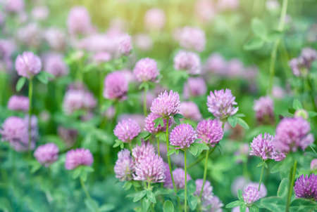 Pink clovers on a bright green and sunbeam flare backgroundの写真素材