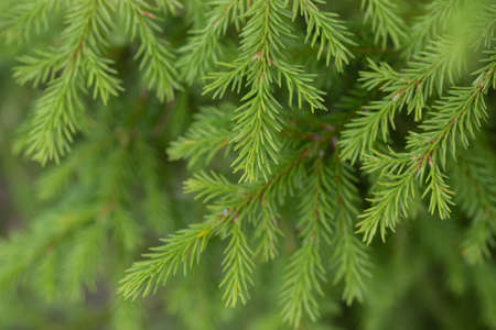 Christmas tree green branch pattern late fall day. New year background