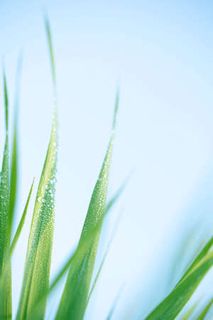 Water droplets on fresh green grass. Vertical photoの写真素材