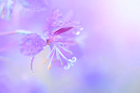 Lilac fireweed flowers with waterdrops close up on an blur pink backgroundの写真素材