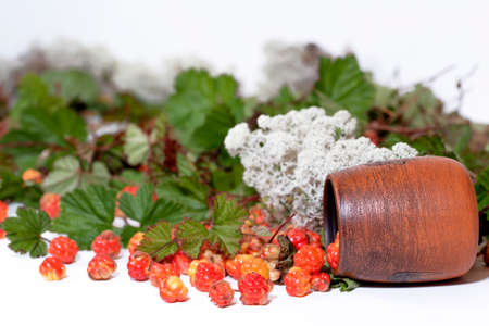 Cloudberry and clay pot with lichen and leaves on white background
