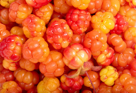 Background of right yellow and red ripe cloudberry