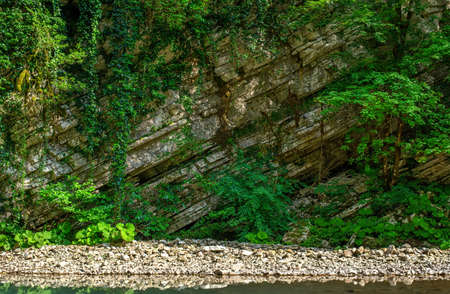 The nature of the Sochi National Park of boxwood trees. Wall of white karst cliffs. Emerald mountain in the Caucasus.の写真素材