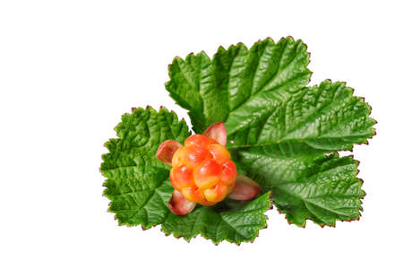 Bright cloudberries with leaves isolated on a white backgroundの写真素材