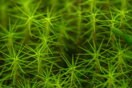 Macro photo of bright green moss plants in the northern scandinavian boreal forest