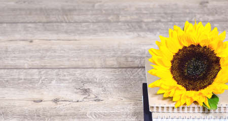 Stack of colorful notebooks with spiral edge with sright yellow sunflower, school or educational backgroundの写真素材