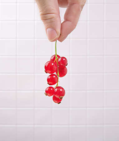 Bunch of red currants in the hand on white kitchen backgroundの写真素材