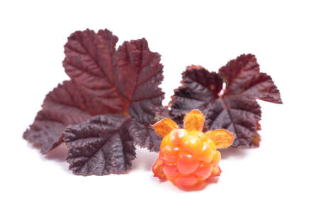 Bright cloudberries with leaves isolated on a white background