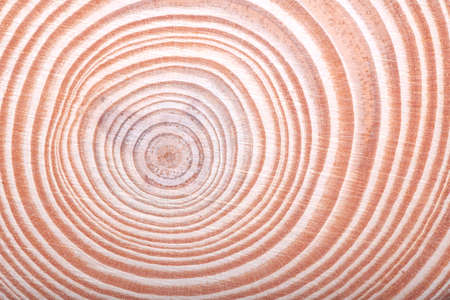 Cutted no painted round teak wood stump backgroundの写真素材