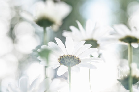 Bouquet of natural wild white camomiles on bright light backgroundの写真素材