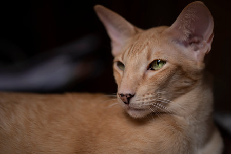 Ginger red oriental cat with clear green eyes layingの写真素材