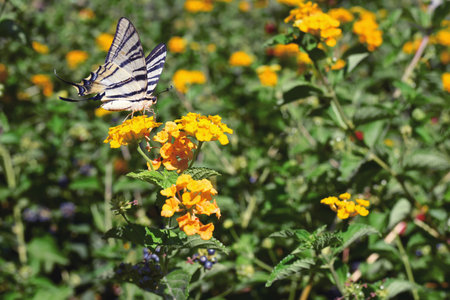 The macro photo of a white butterfly Papilionidae sitting in green leavesの写真素材