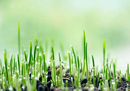 Grass baby sprouts. Fresh green spring grass in the ground with dew drops closeup. Abstract nature backgroundの写真素材