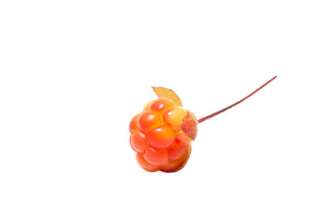 Bright cloudberries without leaves isolated on a white background