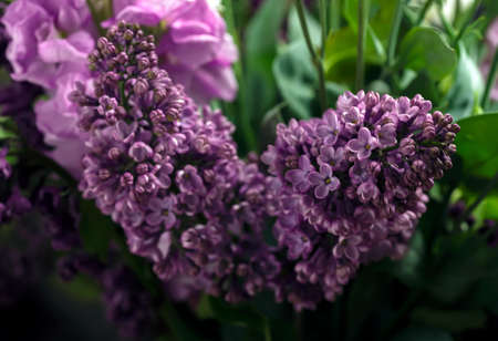 Spring flowers of lilac in the water, spring background